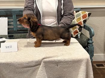 Red boy at 8 weeks.
