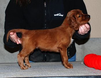 Red boy 6 weeks old.
