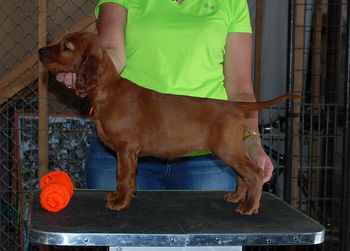 7 wks Orange girl
