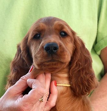 8 wks Yellow girl
