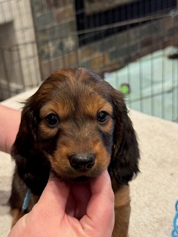 Blue boy at 6 weeks old.
