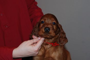 Red boy at 6.5 weeks old.
