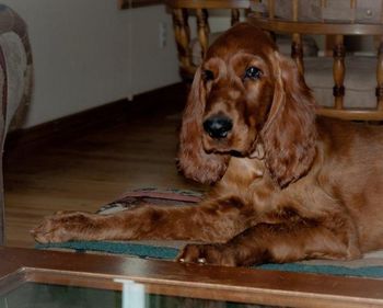 Keefer lounging around at 4 mo old.
