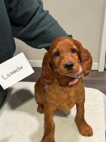 Lavender girl at 8 week old.

