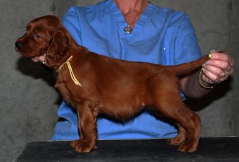 Yellow Girl - 6 wks

