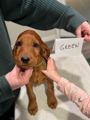 Green boy at 8 weeks old.
