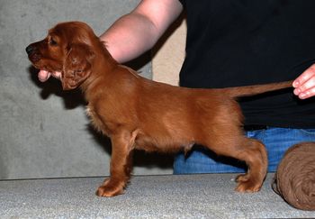 Brown boy 6 weeks.
