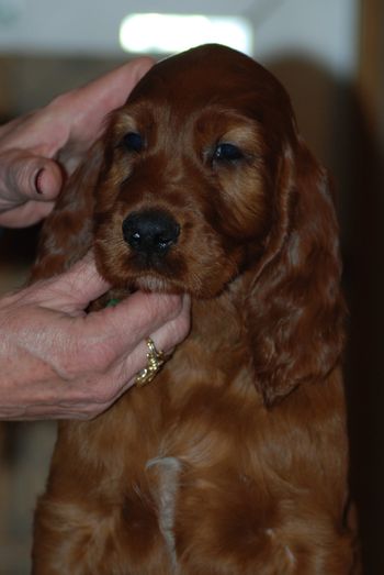 Green boy at 7 weeks.
