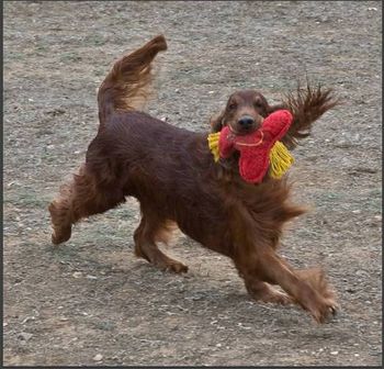 Bagger loves his stuffies!!
