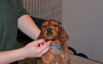 Teal boy at 5.5 weeks old.
