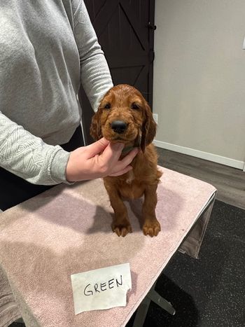 Green boy at 7 weeks old.
