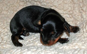 Eight days old here. Doing great and growing fast. She is 16 ounces now which is double her birth weight.
