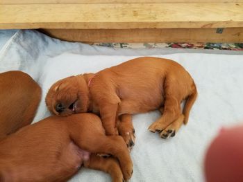 Puppies are 12 days old already.  Notice the right eye opening...and sleeping with her mouth open!
