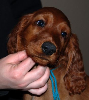 9 wks Teal boy
