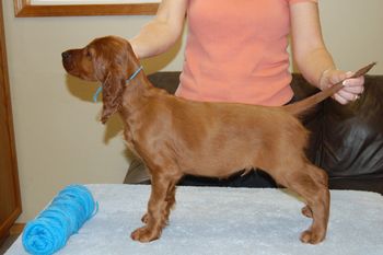 Blue Boy - 9 weeks
