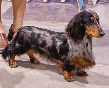 "Sasha" (Click on Sasha's name to go to her page) CH. Kaycees Galewinns Pucker Up MLD (BISS Ch. Wagsmore of Souvenir ML x Ch. High Plains Giddy Up MLD)
