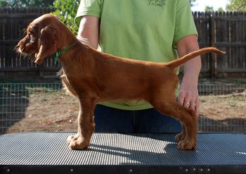 8 wks Green boy
