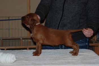 Yellow girl at 5 weeks.
