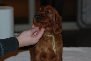 Yellow girl at 5 weeks.
