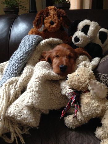 This is "Rory" - formerly known as the purple girl.  She is in her new home in Avon, Colorado and lives with Dan & Frieda Hanley.  They sent me this picture - isn't it adorable!!! Thanks so much for loving her as much as I do!
