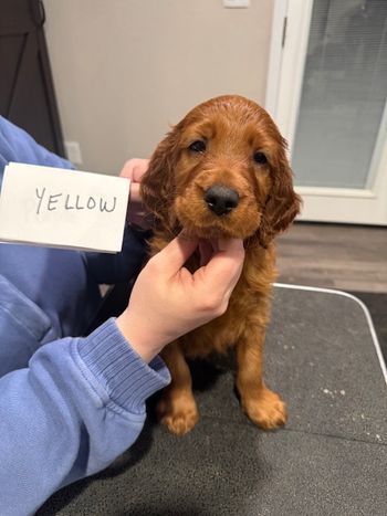 Yellow girl at 6 weeks old.
