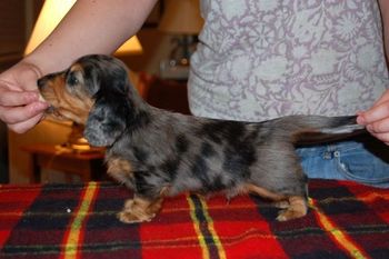 "Face" at 5 1/2 weeks old.
