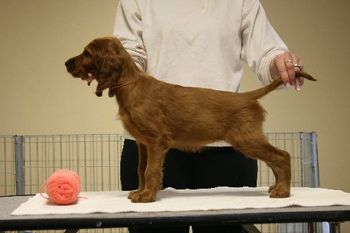 Peach Girl - 8 weeks.
