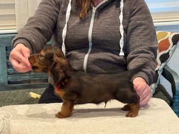 Red boy at 6 weeks old.
