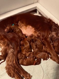 8 days old
