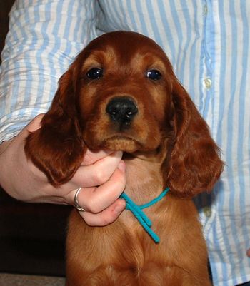 8 wks Teal boy
