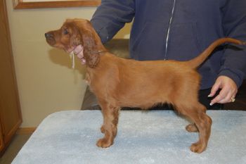 White Girl - 9 weeks.
