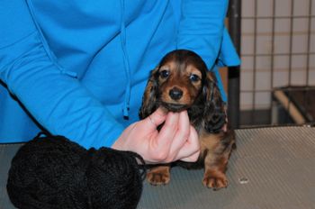 Black boy at 7 weeks.
