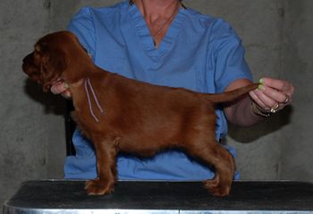 Purple Girl - 6 wks
