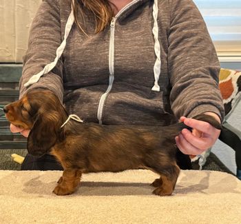 White girl at 6 weeks old.
