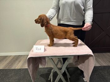 Red boy at 7 weeks old.
