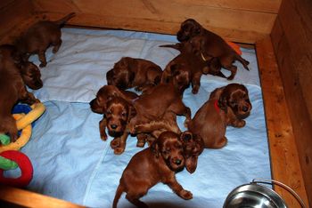They are 33 days old now.  They are playing with each other now it is so fun to watch.
