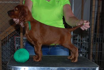 7 wks Light Green Boy
