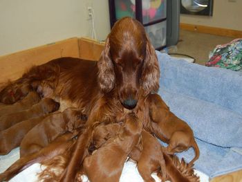 Look at the puppies crawling ALL over Journey!
