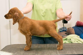 8 wks blue boy
