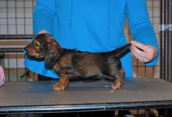 Pink girl at 7 weeks.
