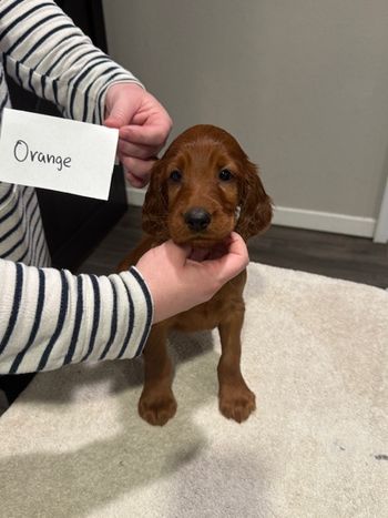 Orange girl at 6 weeks old.
