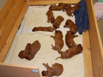And here is the gang after they have eaten!
