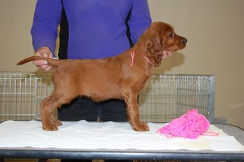 Pink Girl - 7 weeks old.

