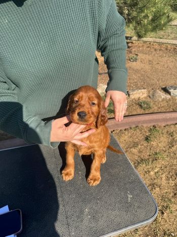 Red boy at 5 weeks old.
