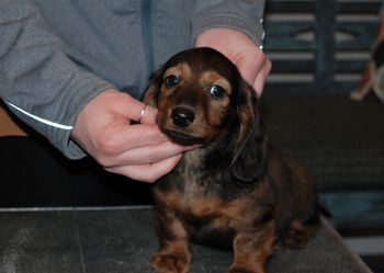 Green boy at 8.5 wks.
