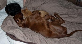 And who says cats and dogs can't get along! I love this picture!!!
