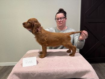 Pink girl at 7 weeks old.
