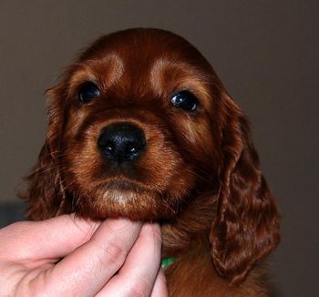 Green boy 6 weeks.
