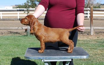 Brown boy at 7 weeks.
