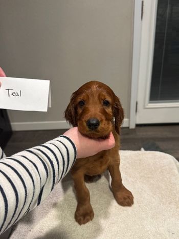 Teal boy at 6 weeks old.
